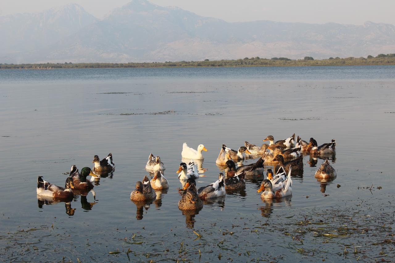 Hotel Shkodra Lake Široka Εξωτερικό φωτογραφία